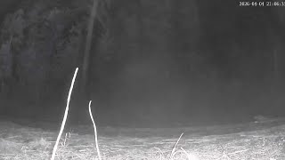 CAMPFIRE STRANGENESS w/ @SquatchinAdventures50Years CRAZY CLACKING SOUNDS PT 2 #bigfoot 