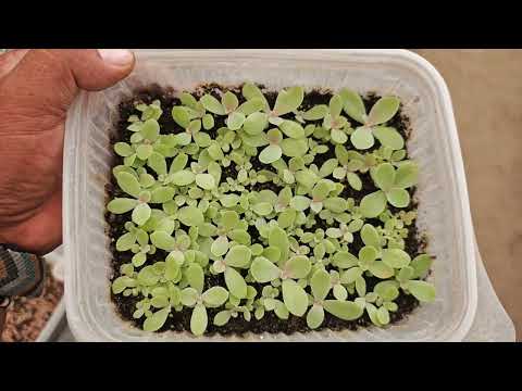 Sorpresas en el vivero 🤩