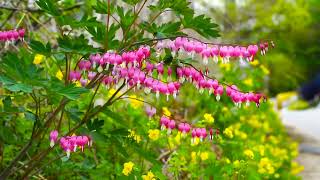 Tibbetian Bells With Heailing Piano Relaxing Music 🌿 Deep Sleep Music With Beautiful Nature #16