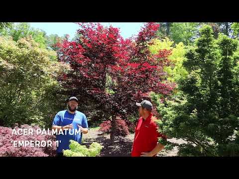 Acer Palmatum 'Emperor 1' Heat Tolerant Red - Specimen in the Garden! - JAPANESE MAPLES