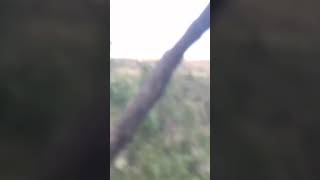 Man shoots a mountain lion