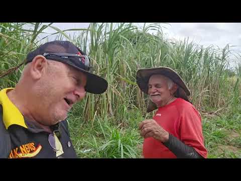 Mk NEWS mostrando plantação cana de açúcar são Pedro j do seridó rn. 