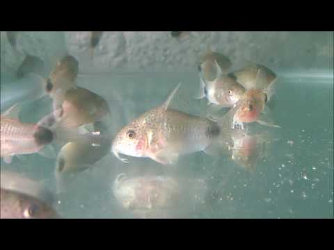 CORIDORA CAUDIMACULATUS (CORYDORAS CAUDIMACULATUS)