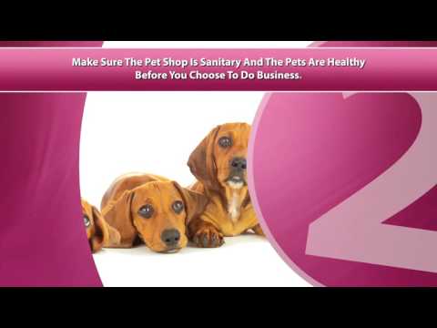 Pet Shop|Video Marketing|Internet Ad|Commercial