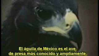 Himno De las Aguilas del America