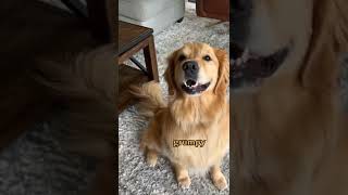 I swear she understands English #shots #pitbull #youtubeshorts