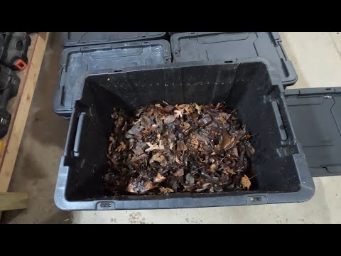 Using Leaves as Bedding for a new Worm Bin