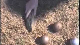 Cadavre exquis