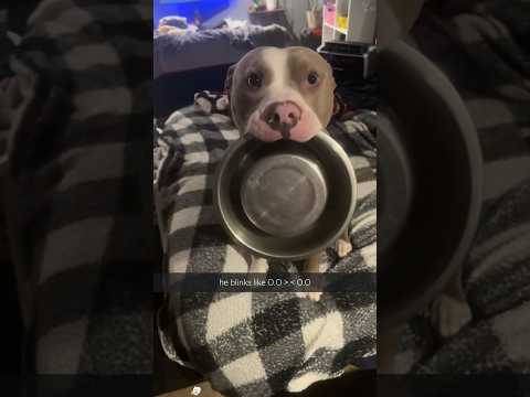 This is the cutest Pitbull I've ever seen! 🥰 #cutedog #pitbulldog #funnydogs #cutepets #cuteanimal