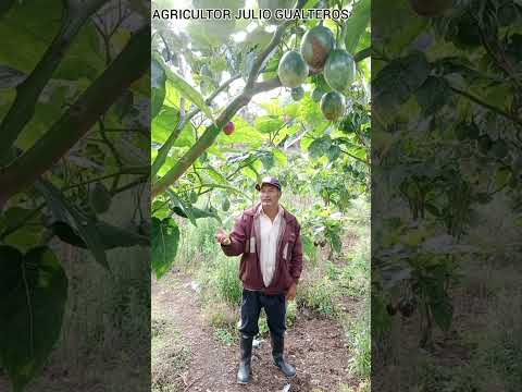 Agricultores , Buenavista Boyacá 