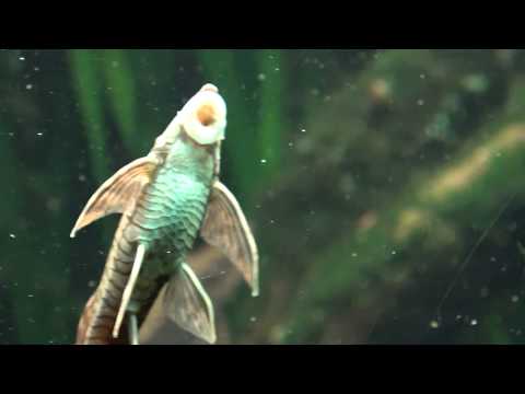 Goldstörwels im Aquarium - Giant whiptail