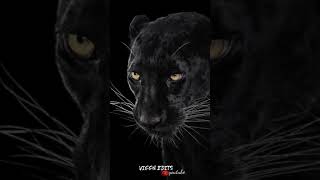 black Panther attitude whatsApp status video