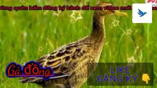 Download lagu Tiếng cúm núm Tháng 7 ăn chim mạnh | Tiếng Chim Việt Nam mp3 Download lagu Tiếng cúm núm Tháng 7 ăn chim mạnh | Tiếng Chim Việt Nam mp3