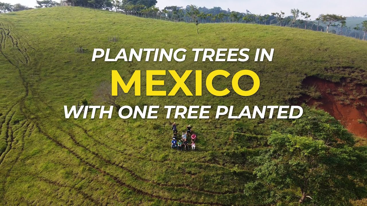 Planting Trees in Mexico to Drive Community | Field Trip | One Tree Planted
