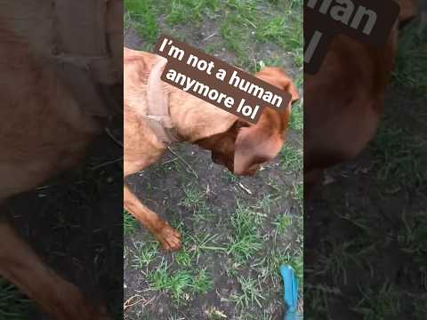 I’m not a human😳 #mydog #dog #transformation #hashtag