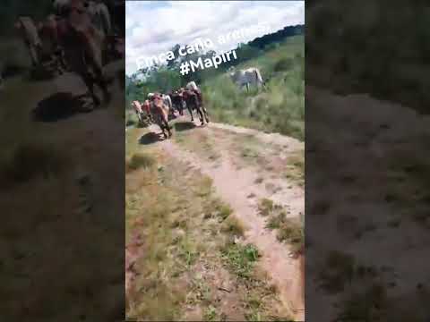 mapiripan meta Colombia llanos