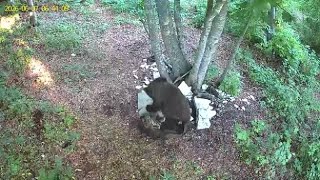 L'orso sull'Altopiano di Asiago in cerca di cibo: nuovi avvistamenti