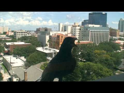 ATTACK OF THE GIANT HUNGRY BIRD