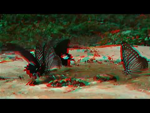 チェンダオの蝶　アナグリフ3D動画