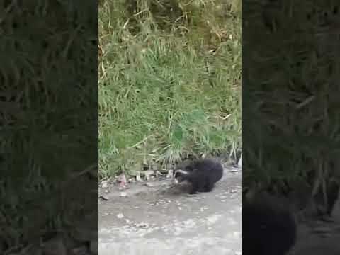 Avistan cachorro de oso de anteojos en el Páramo de Puracé 🐻 #viral #PáramoDePuracé #Cauca #Huila