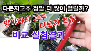 다분지 고추 정말 더 많이 열릴까? 방아다리 고추와 다분지고추 고추 달림, 수확량 비교 실험 결과(고추 재배…