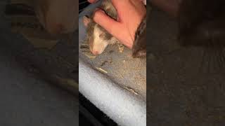 Abyssinian Grass Rat Rodents Videos