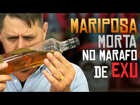 PTD nº 512 - Nas últimas semanas mariposa tem morrido no marafo de Exu