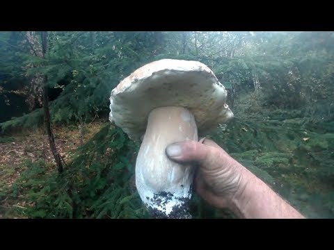 молоді білі гриби в карпатах