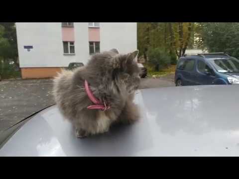 Просто чей-то котик на крыше машины)