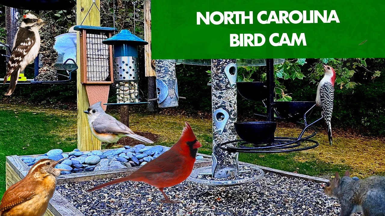 Live Bird Feeder Cam in the Piedmont of North Carolina 24/7