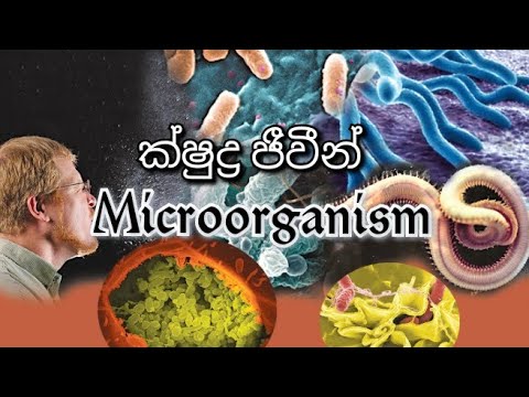 ක්ෂුද්‍ර ජීවීන් | Microorganisms