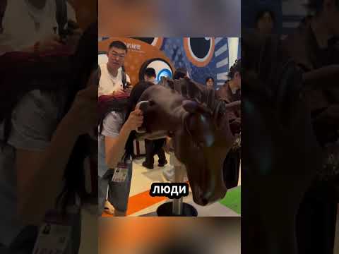 🦉🐱Ты никогда не догадаешься, как животные видят наш мир!