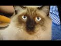 Barney Animal Pets Kids Vets Episode