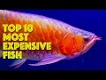 Most Expensive Aquarium Fish In The World