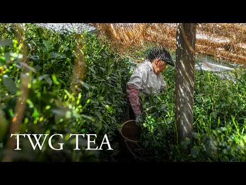 TWG Tea Origin Stories | Hon Gyokuro, Jade Dew