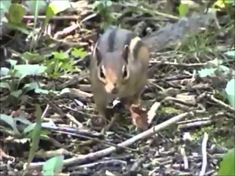 the Mountain Lion King part 6