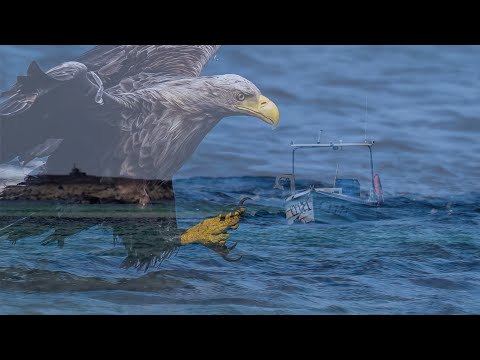 Where Eagles Dare | Outer Hebrides Overview '24 | White Tailed Eagle, Corncrake | HD Nature Wildlife