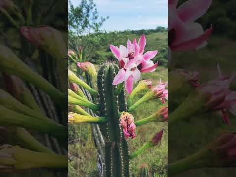 Nómades del Norte 🎶 | El Himno del Valle del Lunarejo (Lanzamiento Oficial)