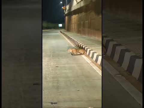Leopard spotted yesterday on streets of Bhosari, Pune😰😰😰