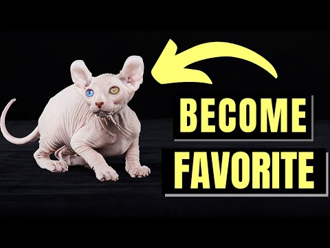 7 Ways Sphynx Cats Choose Your Favorite Person