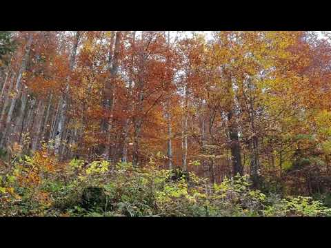 Herbst Blätterrauschen