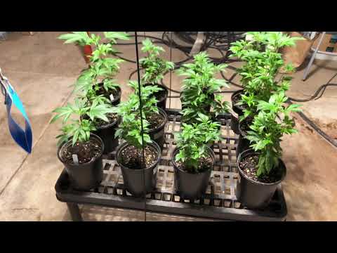 Indoor Grow Weekly Update: Long Veg Bro