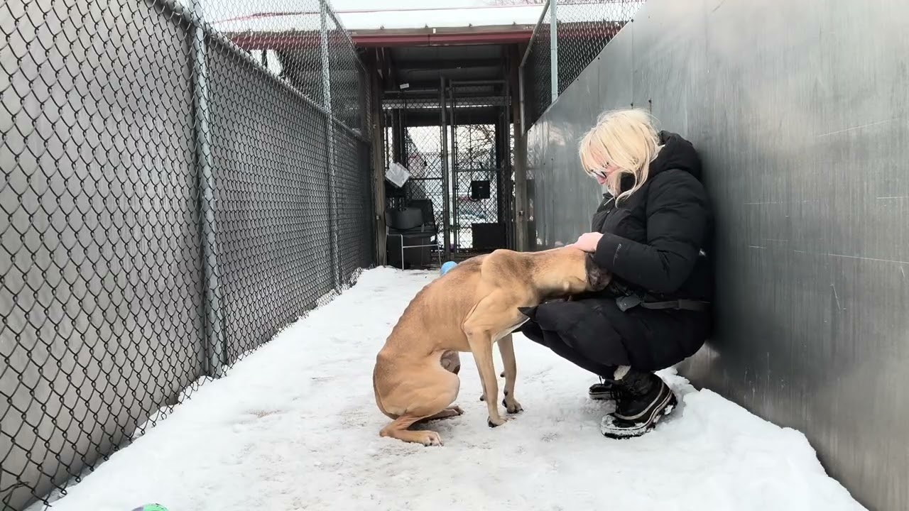 Enlarge Zane, a ADOPTABLE mixed breed in Chicago, IL video 5/5