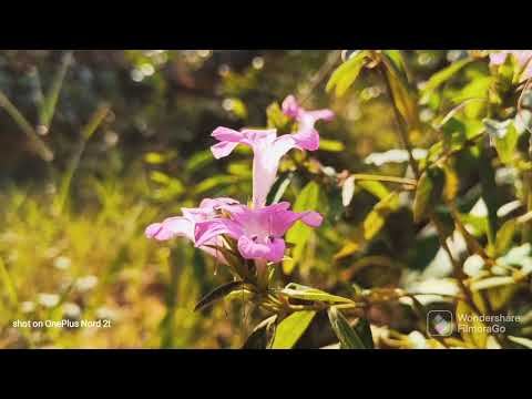 cinematic B roll . #oneplusnord #shots #reels #cinematic #oneplusindia #nature