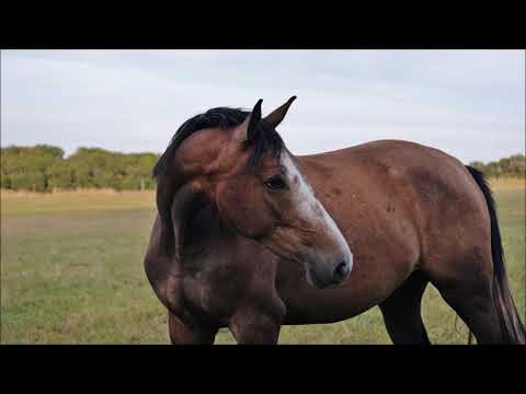 OS Stute Euphorie v. Hickstead White x Lord Z x Acord II x Landgraf