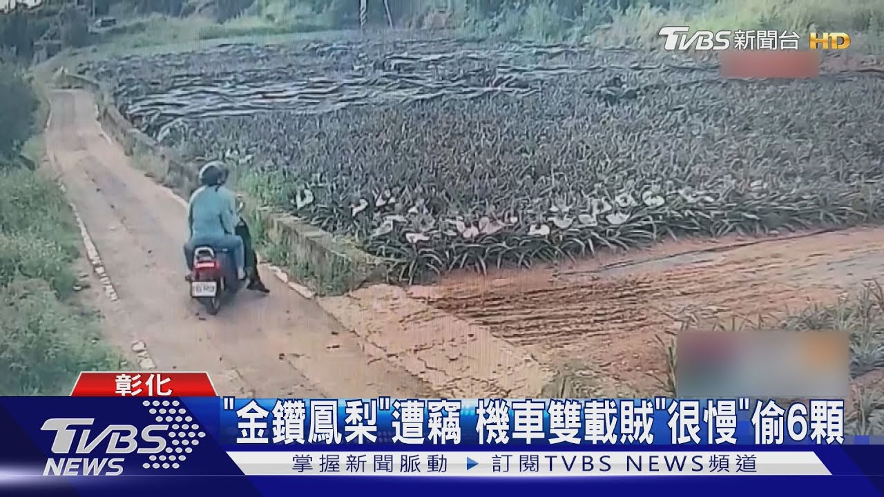 「很慢」現偷金鑽鳳梨 機車雙人組已被拍下車牌