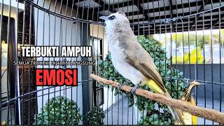 Download lagu Trucukan Gacor ROPEL PANJANG Saat Subuh COCOK untuk Pancingan Trucuk BAHAN dan MASTERAN TRUCUK Paud mp3 Download lagu Trucukan Gacor ROPEL PANJANG Saat Subuh COCOK untuk Pancingan Trucuk BAHAN dan MASTERAN TRUCUK Paud mp3