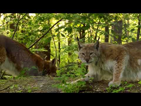 Europas wilder Osten: Der Nationalpark Slitere in Lettland Doku (2012)