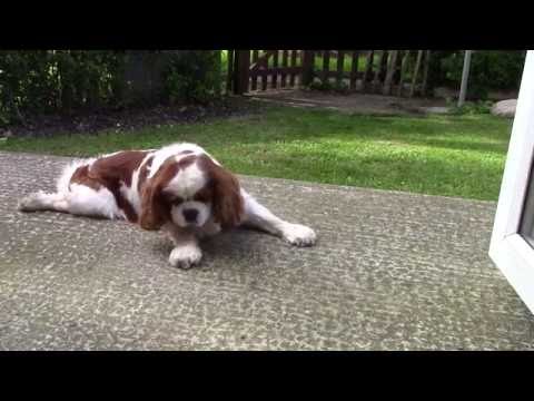 Wildwood Flower cover- with sleepy dog