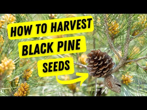 Harvesting Japanese Black Pine  Pinus thunbergii Seeds